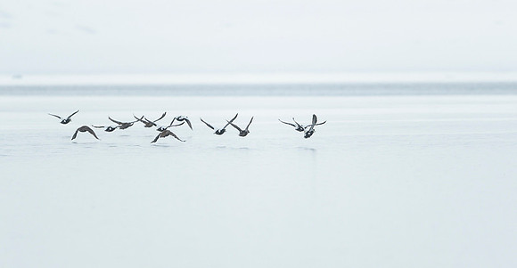 Common Eider