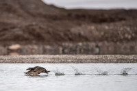 Common Eider