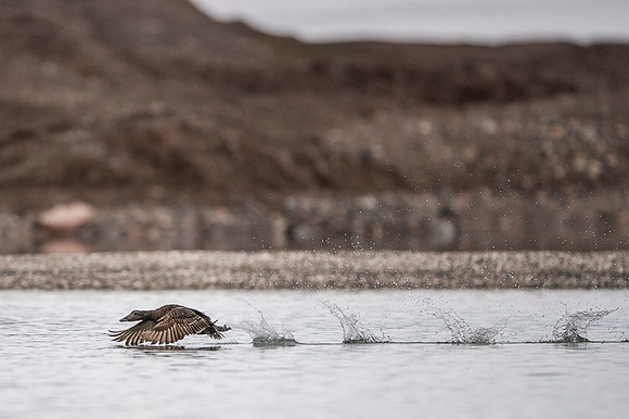 Common Eider