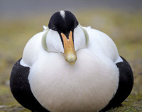 Common Eider