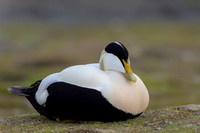 Common Eider