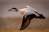 Common Eider