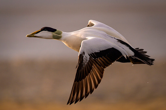Common Eider