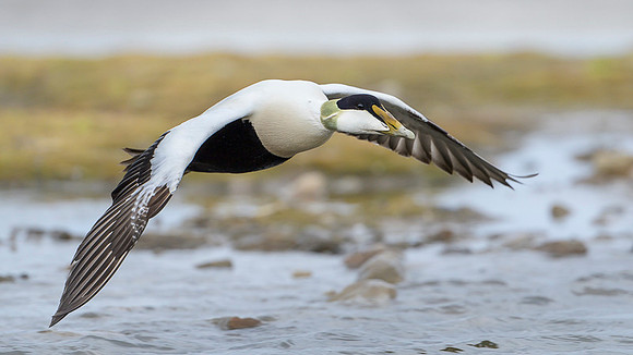 Common Eider