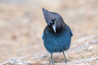 Steller's Jay