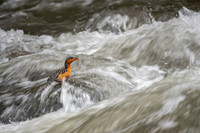 Torrent Duck