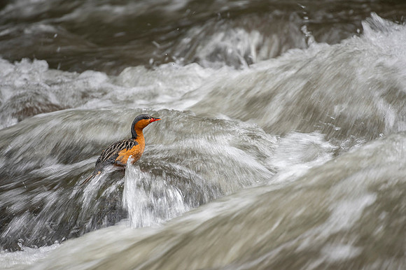 Torrent Duck