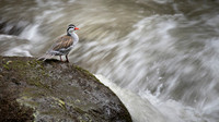 Torrent Duck