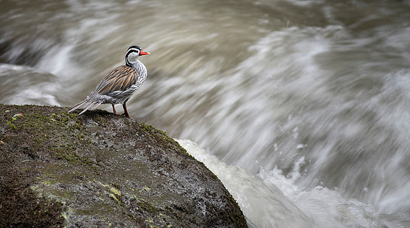 Torrent Duck