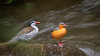 Torrent Duck
