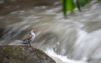 Torrent Duck