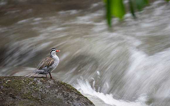 Torrent Duck