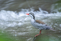 Torrent Duck
