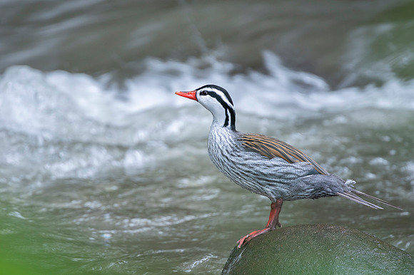 Torrent Duck