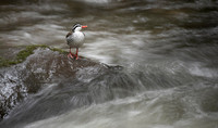 Torrent Duck