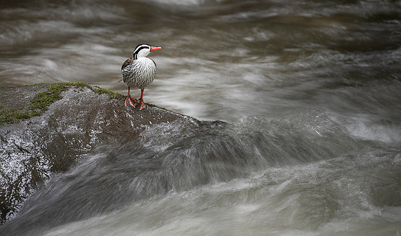 Torrent Duck