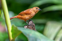 White-lined Tanager