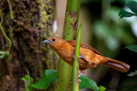 White-lined Tanager