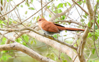 Squirrel Cuckoo