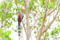 Squirrel Cuckoo