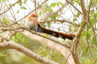Squirrel Cuckoo