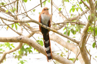 Squirrel Cuckoo