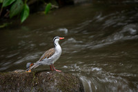 Torrent Duck