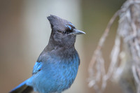 Steller's Jay