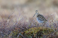 Wilson's Snipe