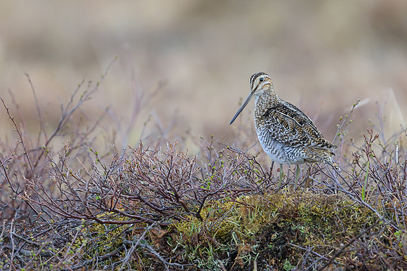Wilson's Snipe