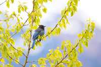 Steller's Jay