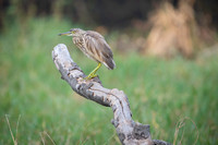 Pond heron