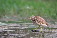 Pond heron