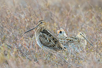 Wilson's Snipe