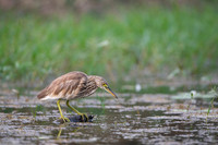 Pond heron