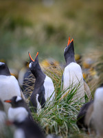 Gentoo Penguin