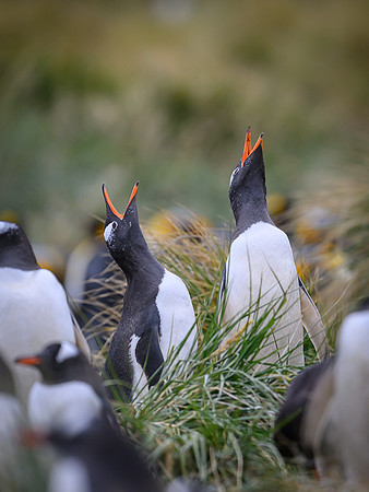 Gentoo Penguin