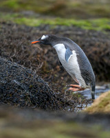 Gentoo Penguin