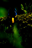 Blue-winged Mountain Tanager