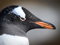 Gentoo Penguin