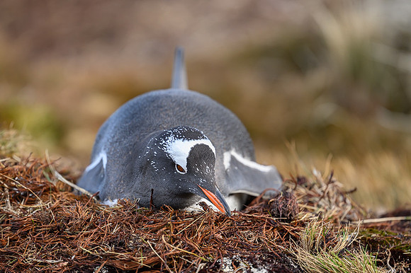Gentoo Penguin