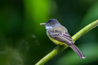 Dusky-capped Flycatcher