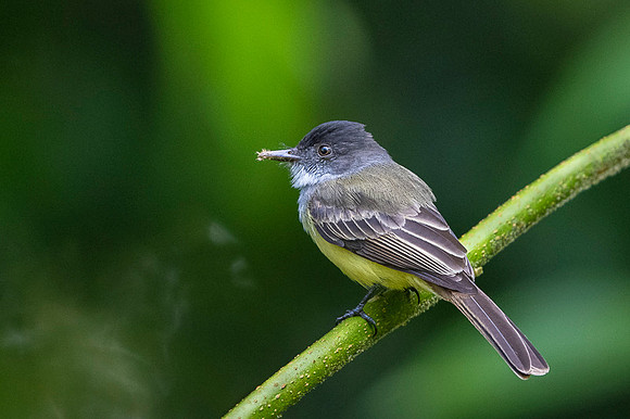 Dusky-capped Flycatcher