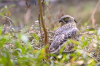 Changeable Or Crested Hawk Eagle