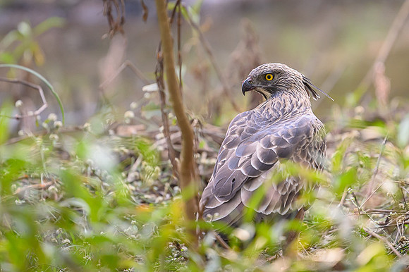 Changeable Or Crested Hawk Eagle
