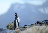 Gentoo Penguin