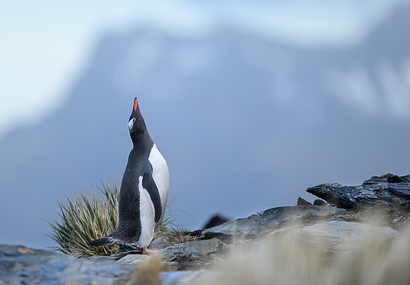 Gentoo Penguin