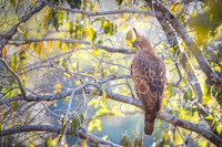 Changeable Or Crested Hawk Eagle
