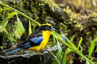 Blue-winged Mountain Tanager