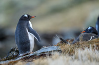 Gentoo Penguin
